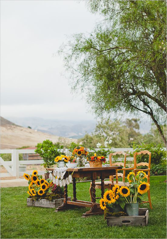 floarea soarelui-nunta in gradina (6)